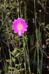 Bartram's rose gentian